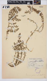 Image of Galenia pubescens