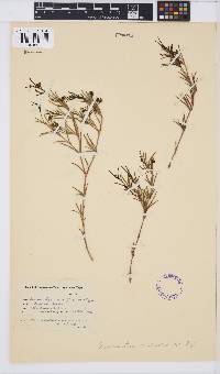 Image of Acrosanthes teretifolia