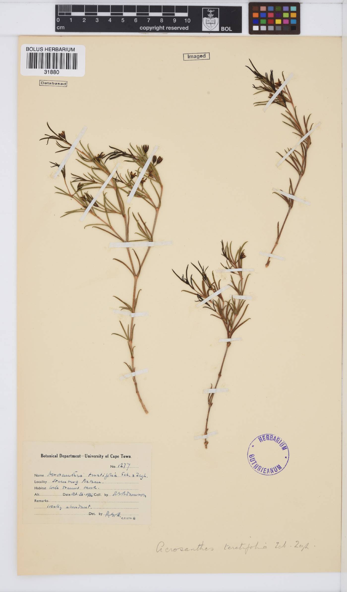 Acrosanthes teretifolia image