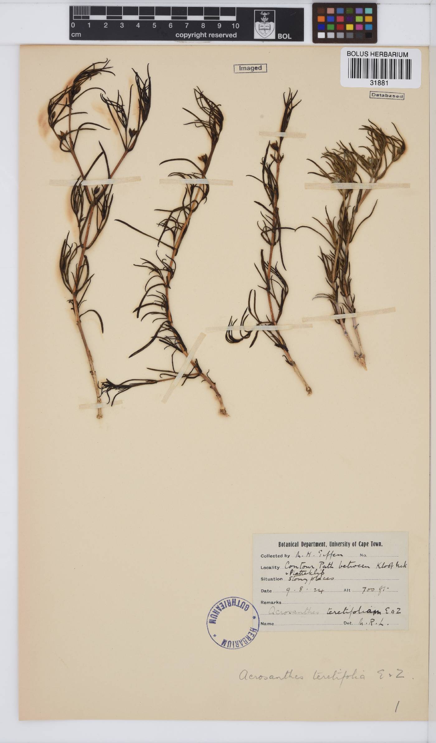 Acrosanthes teretifolia image