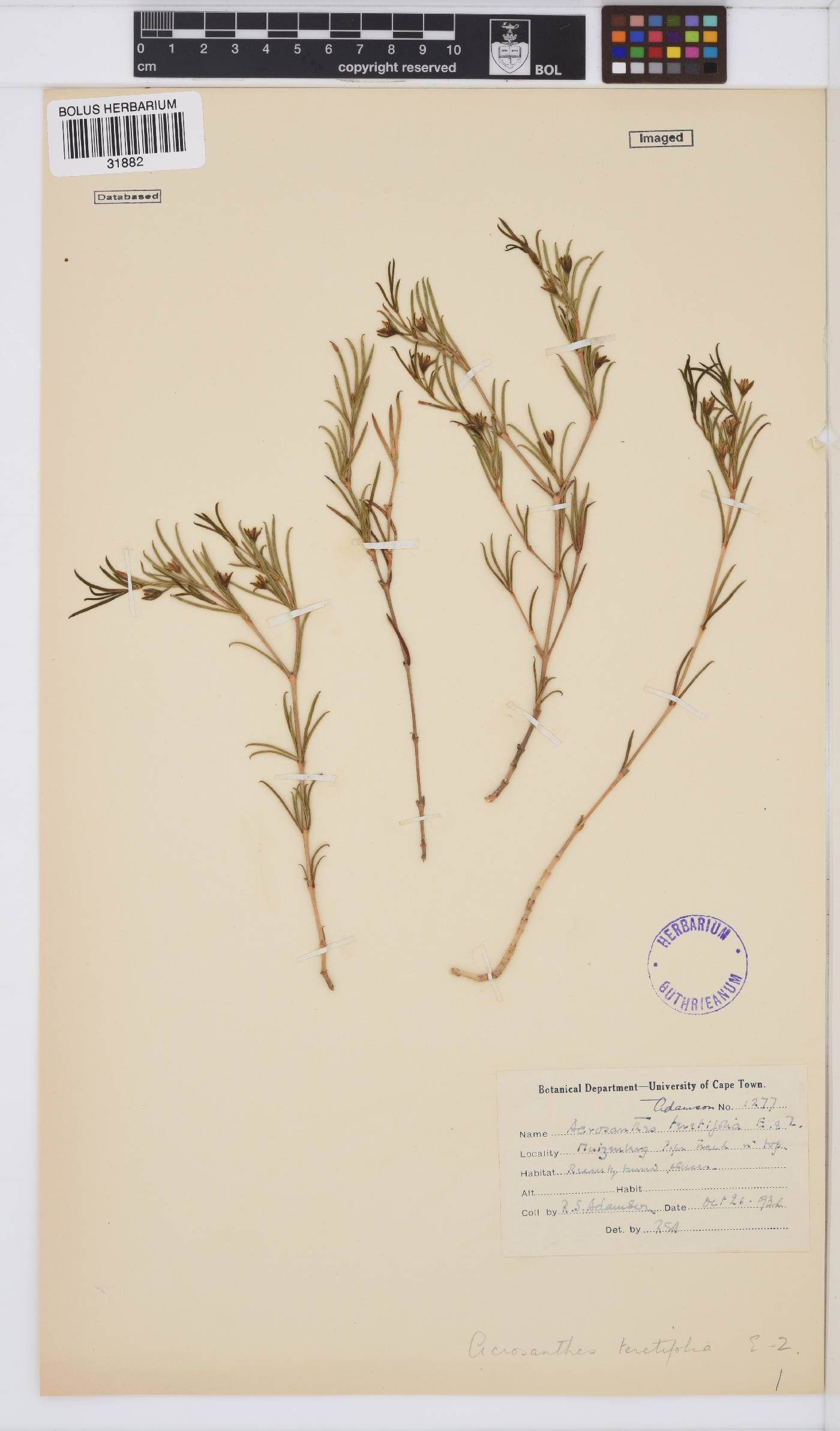 Acrosanthes teretifolia image
