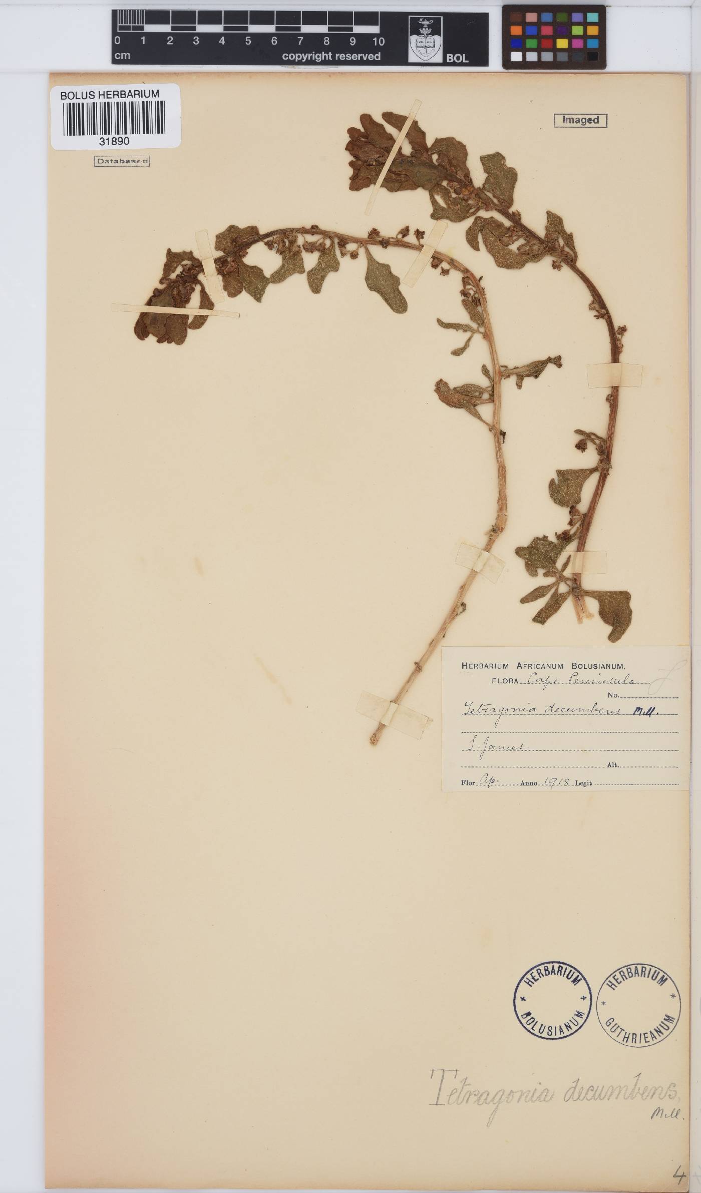 Tetragonia decumbens image