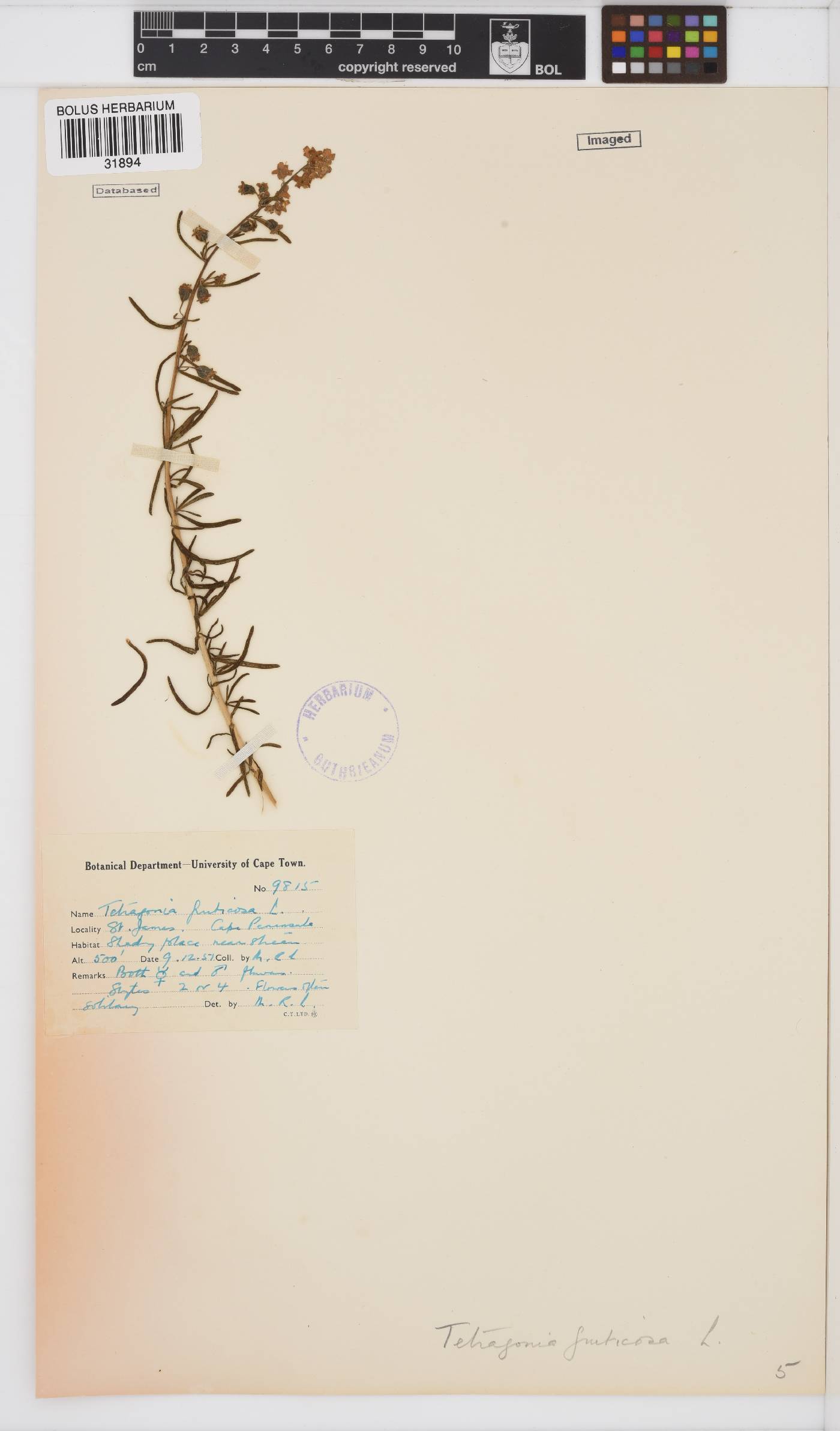Tetragonia fruticosa image