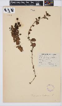 Image of Tetragonia herbacea