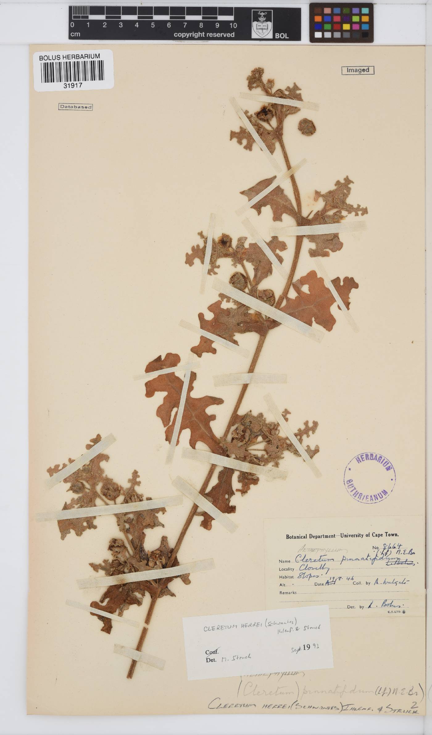 Cleretum image