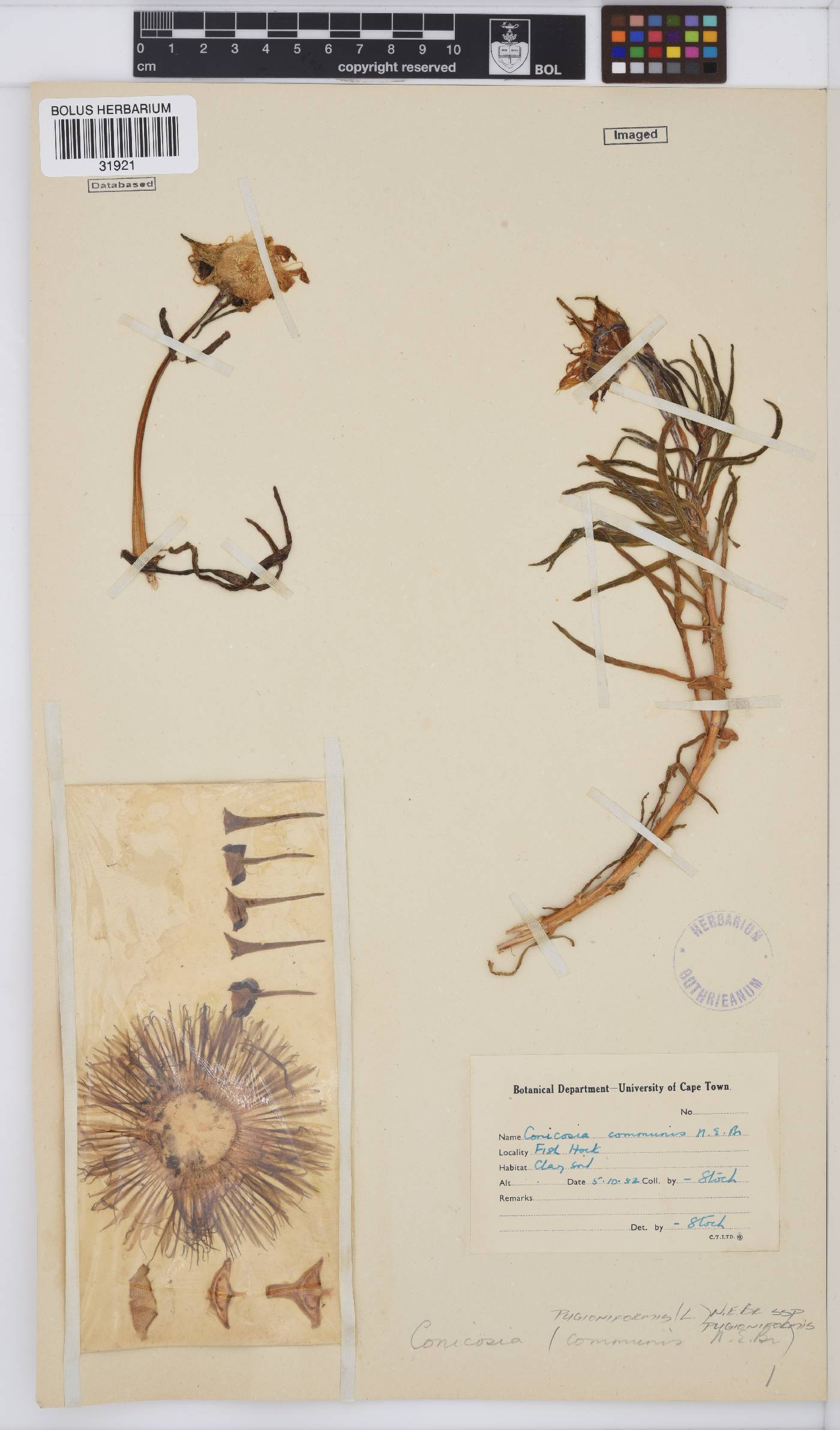 Conicosia pugioniformis subsp. pugioniformis image