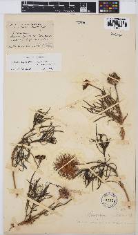 Conicosia pugioniformis subsp. pugioniformis image