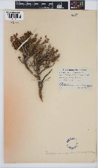 Image of Drosanthemum asperulum