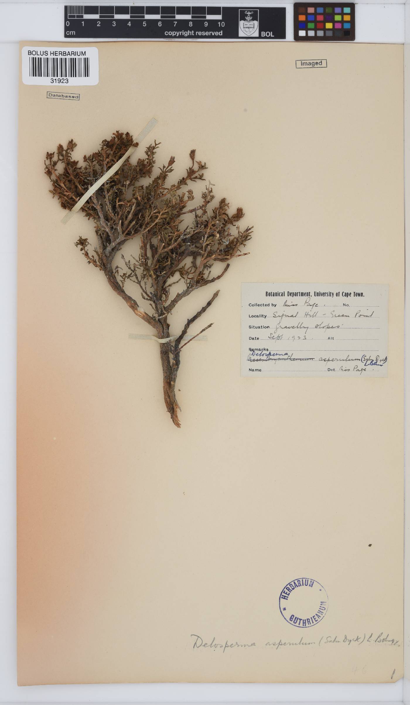 Drosanthemum asperulum image