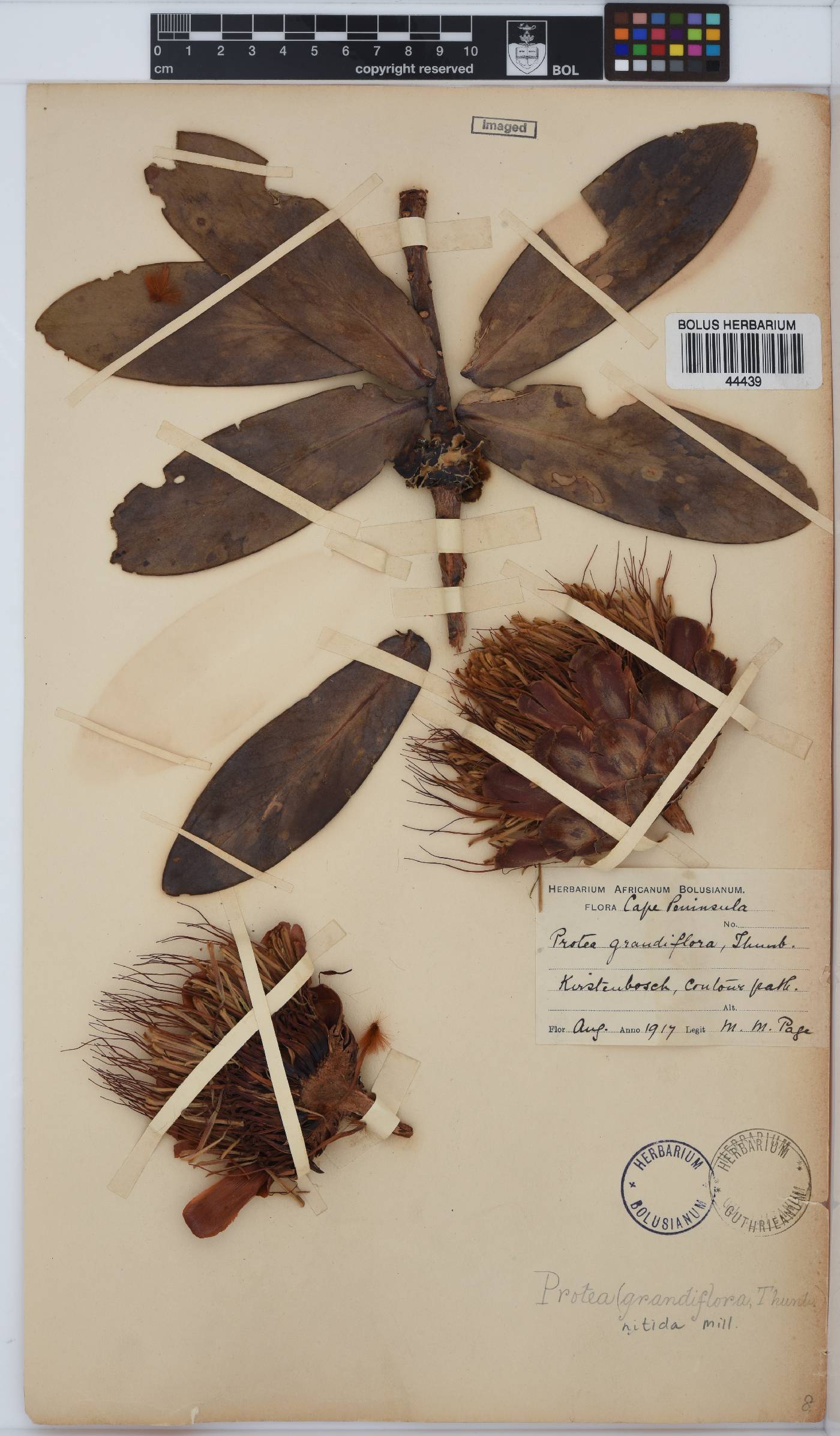 Protea nitida image
