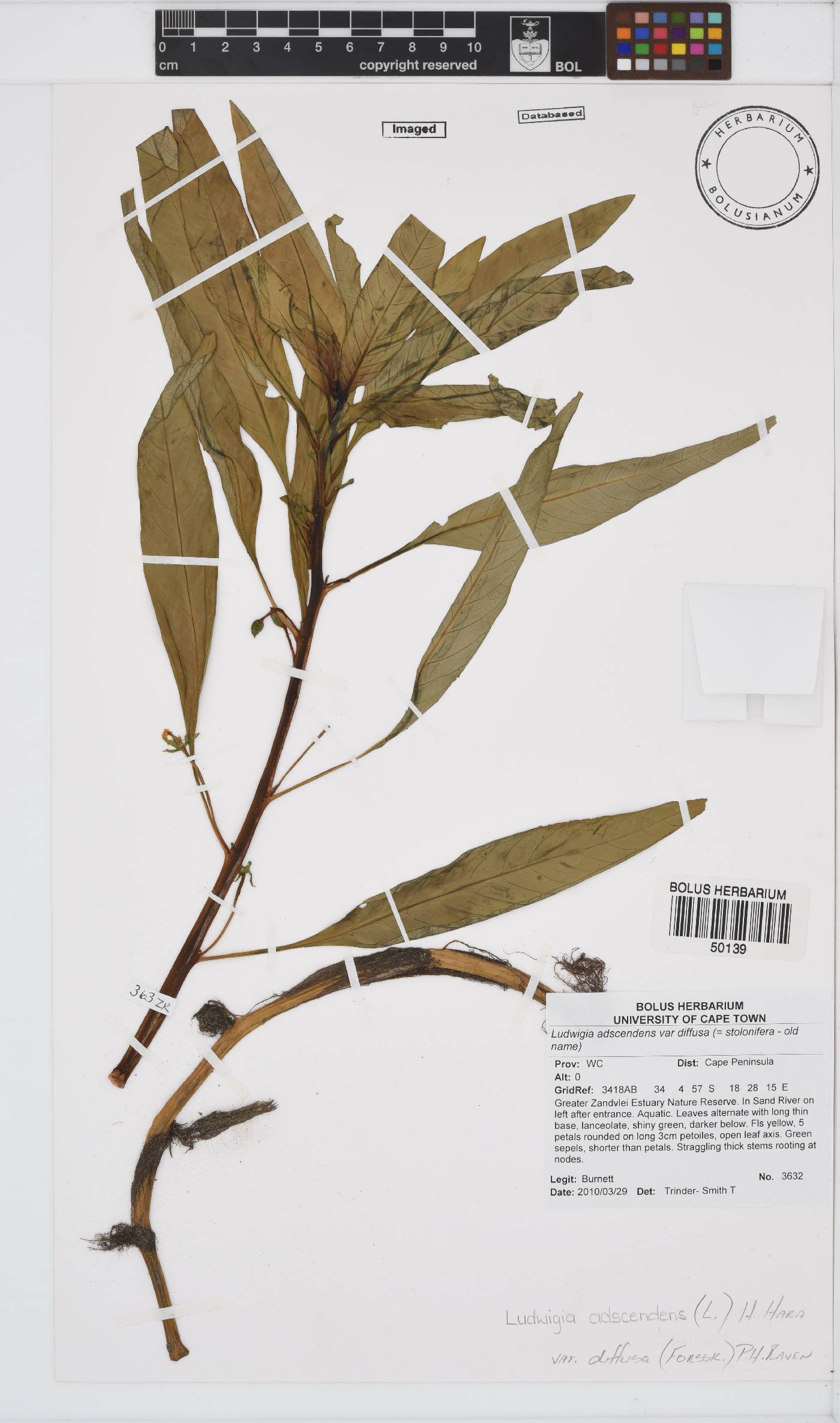 Ludwigia adscendens subsp. diffusa image