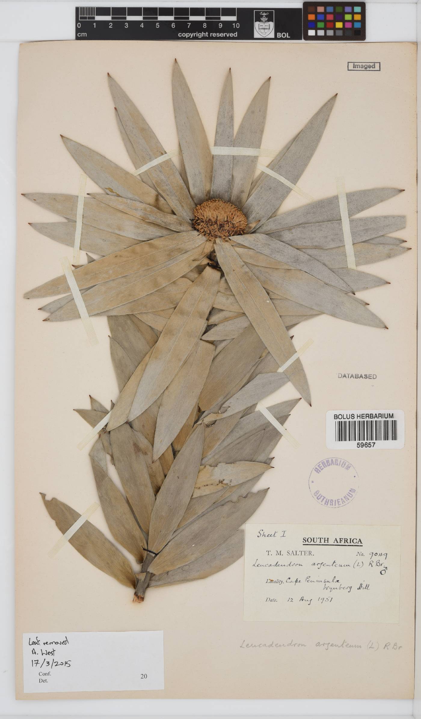 Leucadendron argenteum image