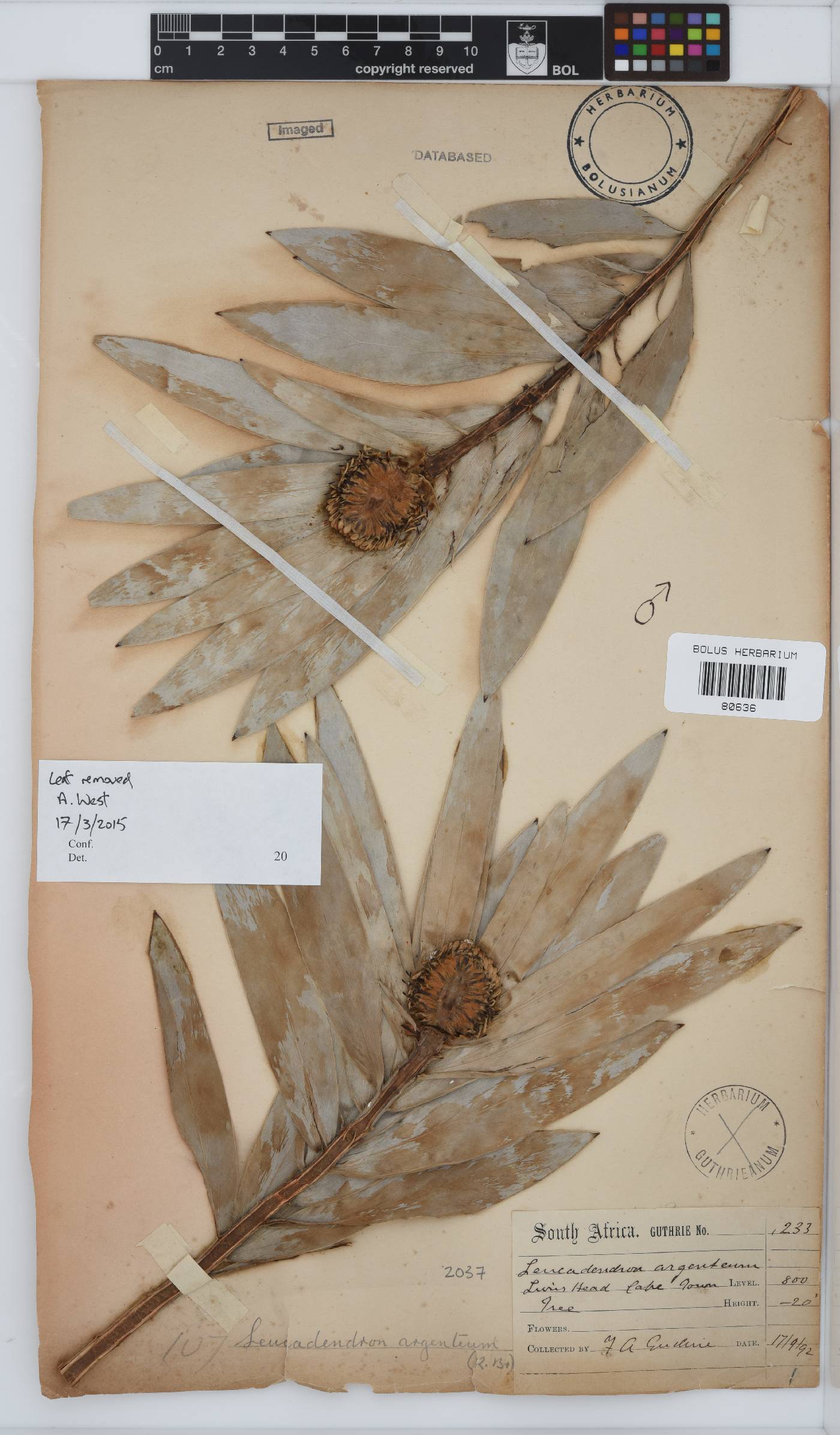Leucadendron argenteum image