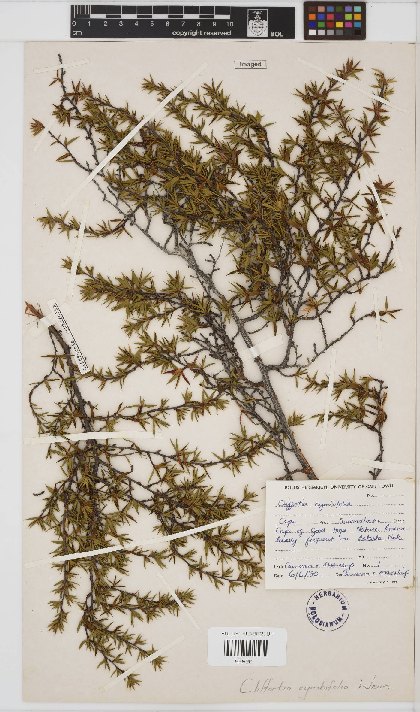 Cliffortia cymbifolia image