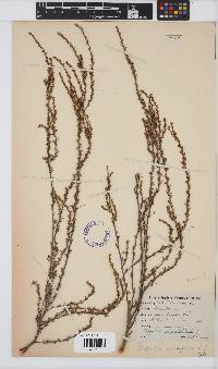 Cliffortia ericifolia image