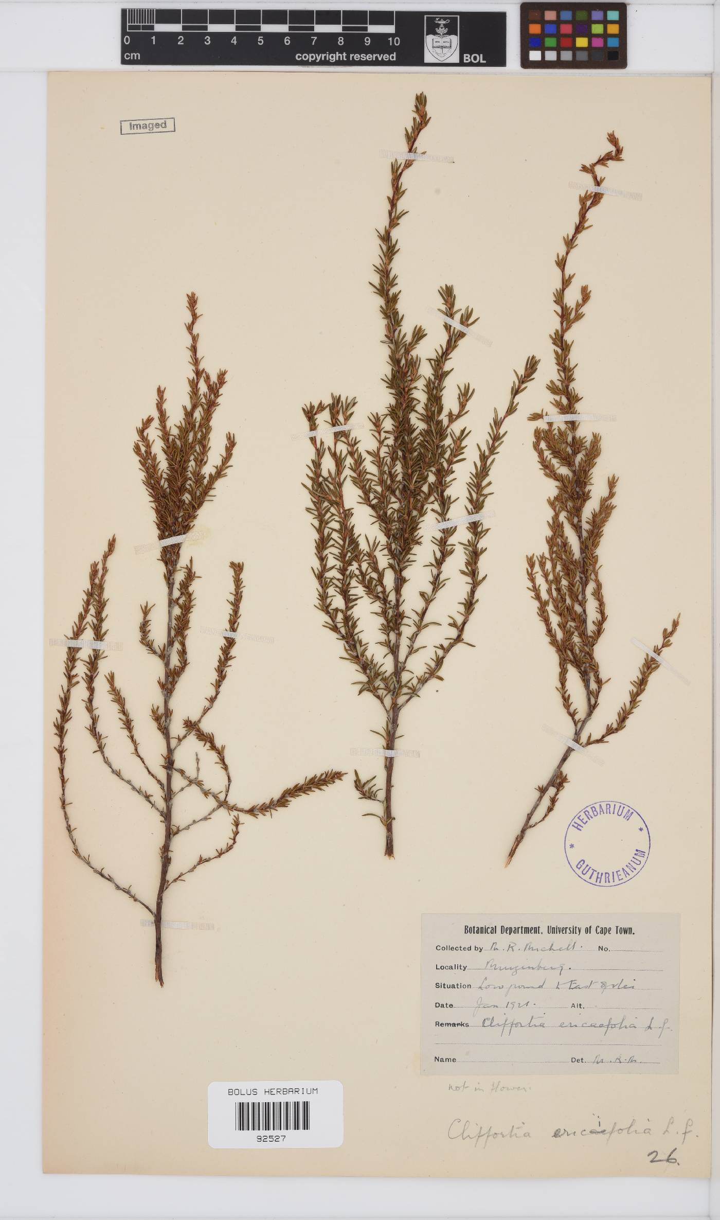 Cliffortia ericifolia image