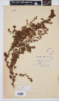 Image of Cliffortia ferruginea