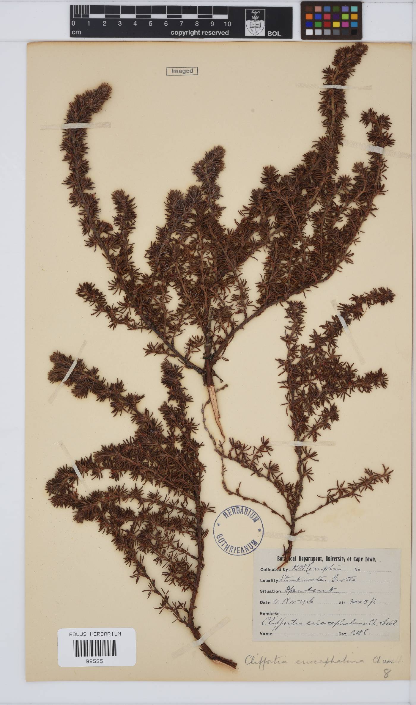 Cliffortia eriocephalina image