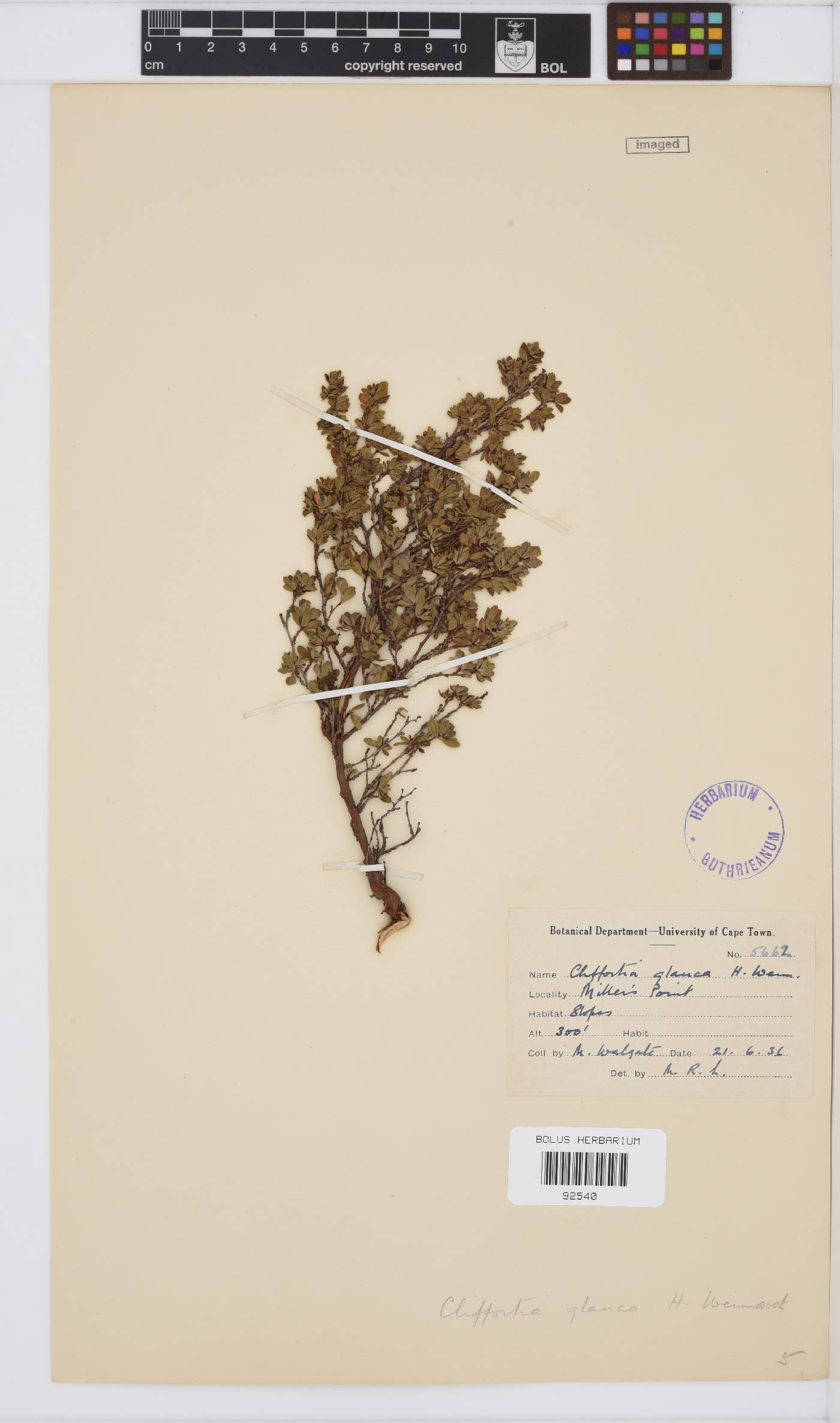 Cliffortia glauca image