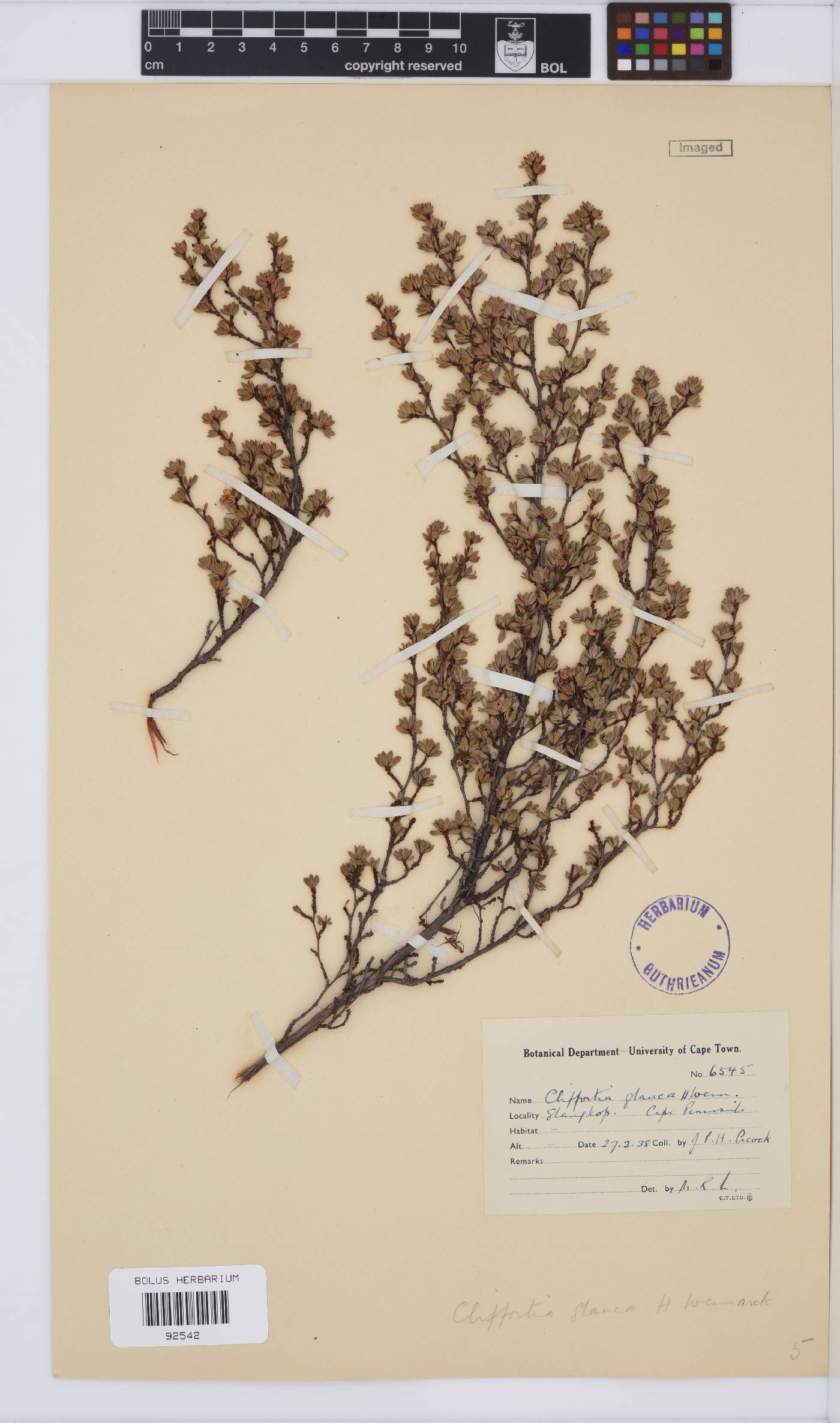 Cliffortia glauca image