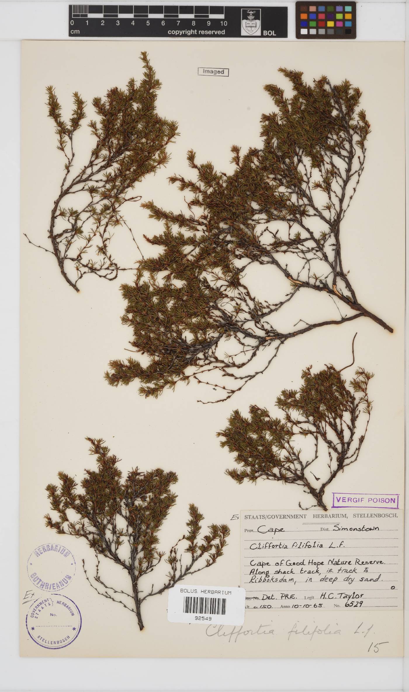 Cliffortia filifolia image