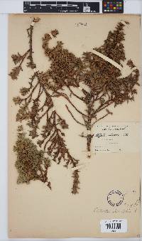 Image of Cliffortia ilicifolia