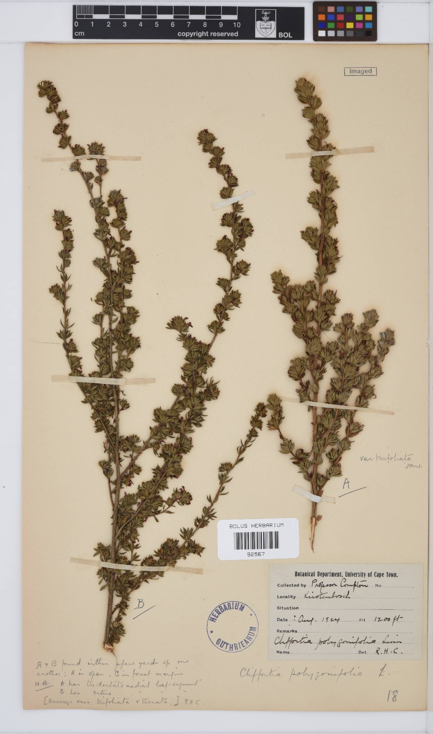 Cliffortia polygonifolia var. trifoliata image
