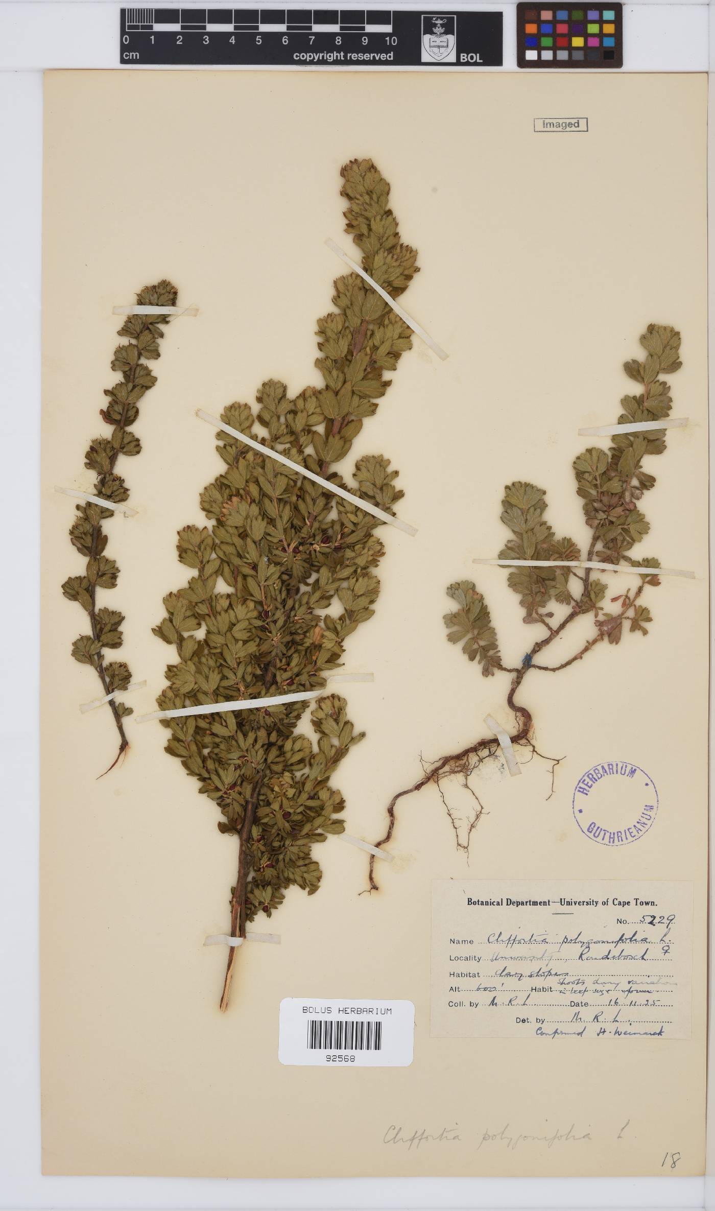 Cliffortia polygonifolia image