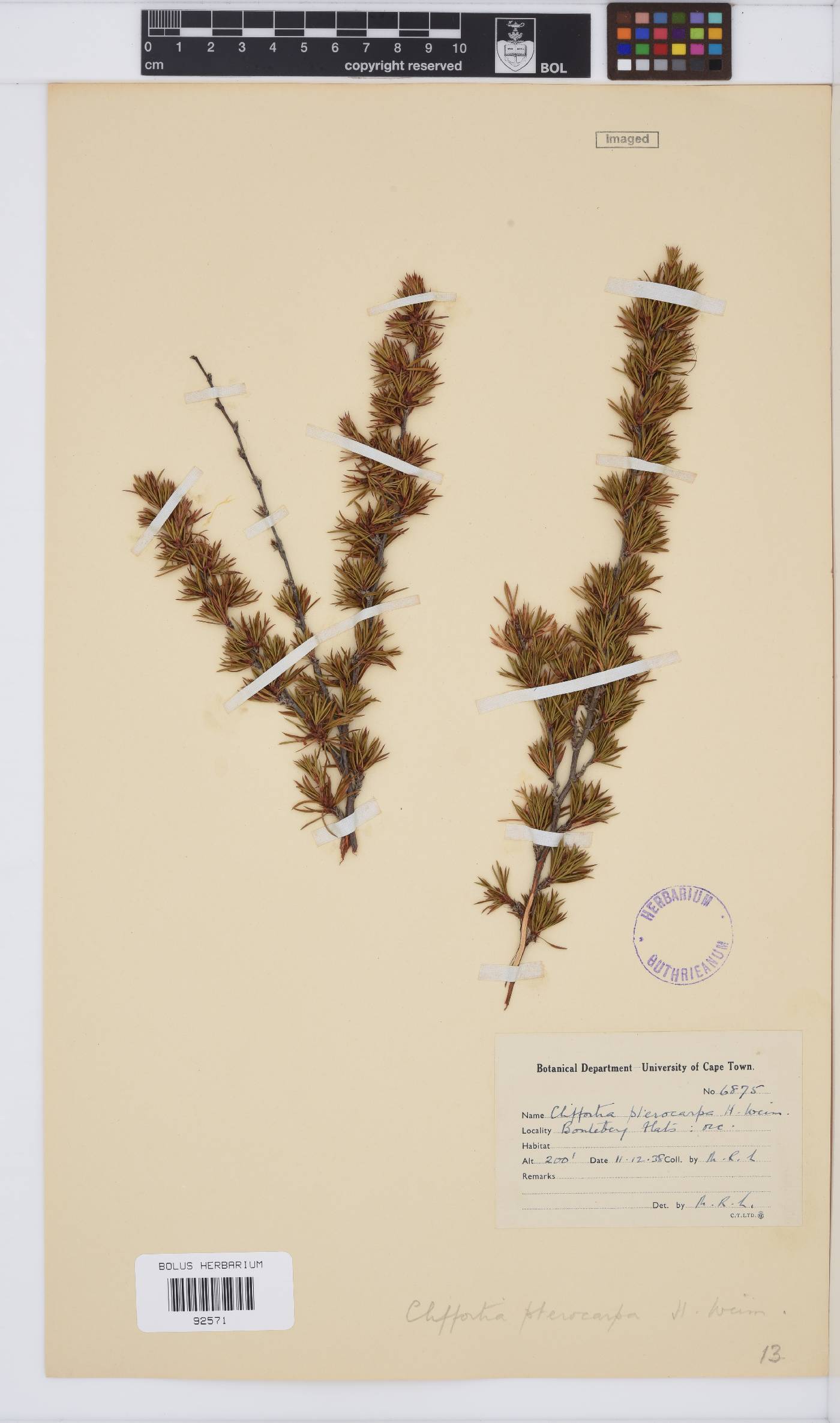 Cliffortia dodecandra image