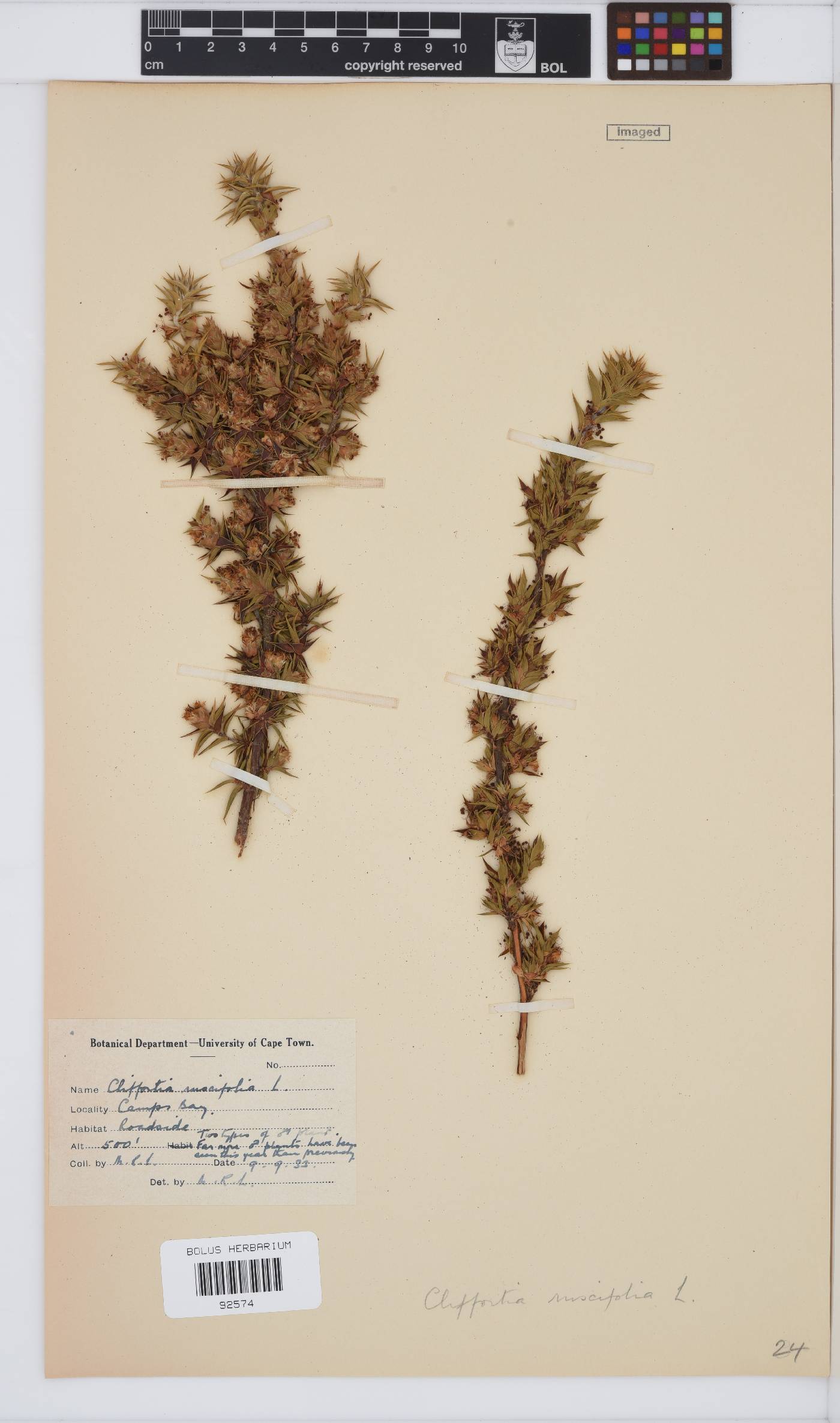 Cliffortia ruscifolia image