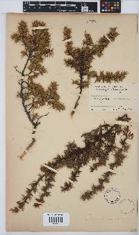 Cliffortia ruscifolia image