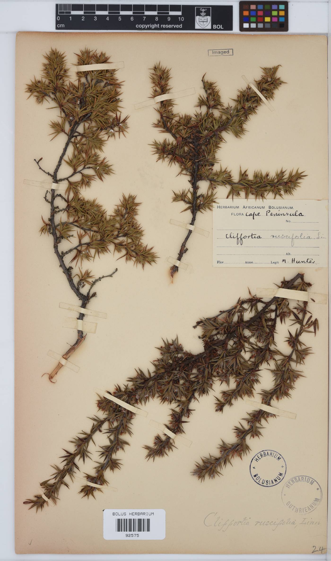 Cliffortia ruscifolia image