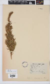 Image of Cliffortia strobilifera