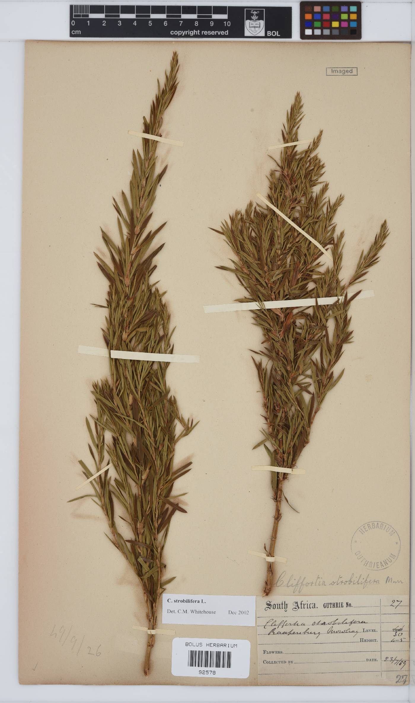 Cliffortia strobilifera image