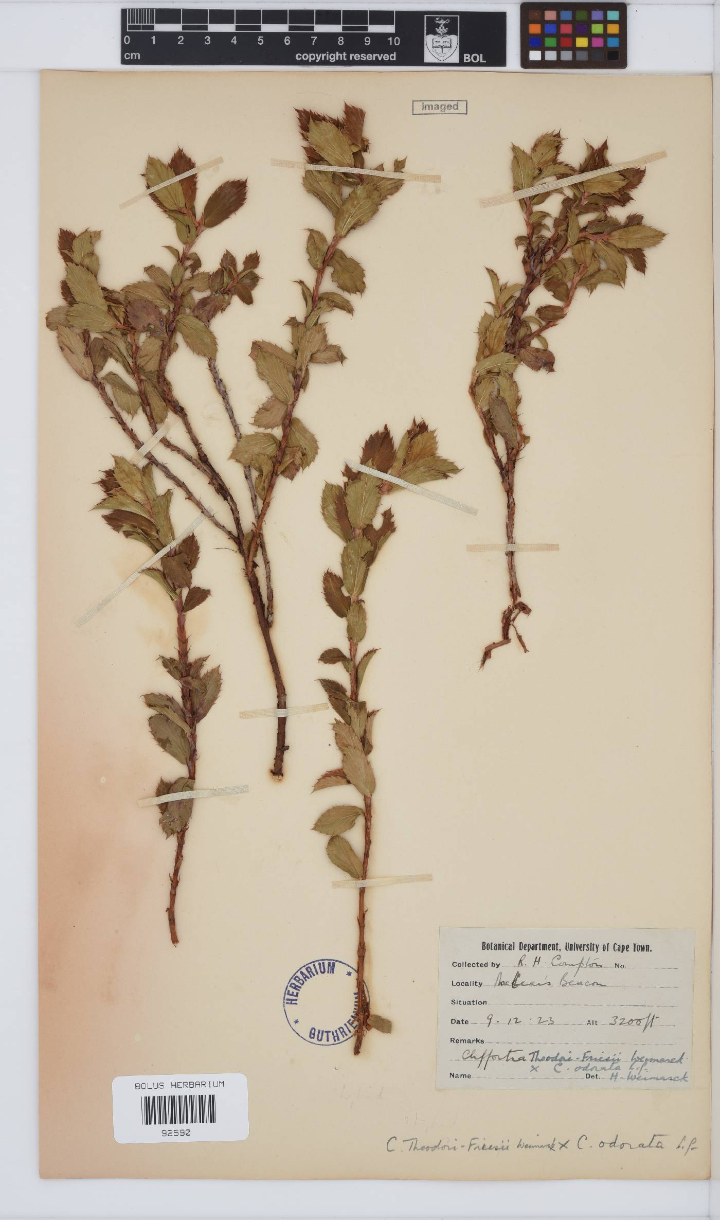 Rosaceae image