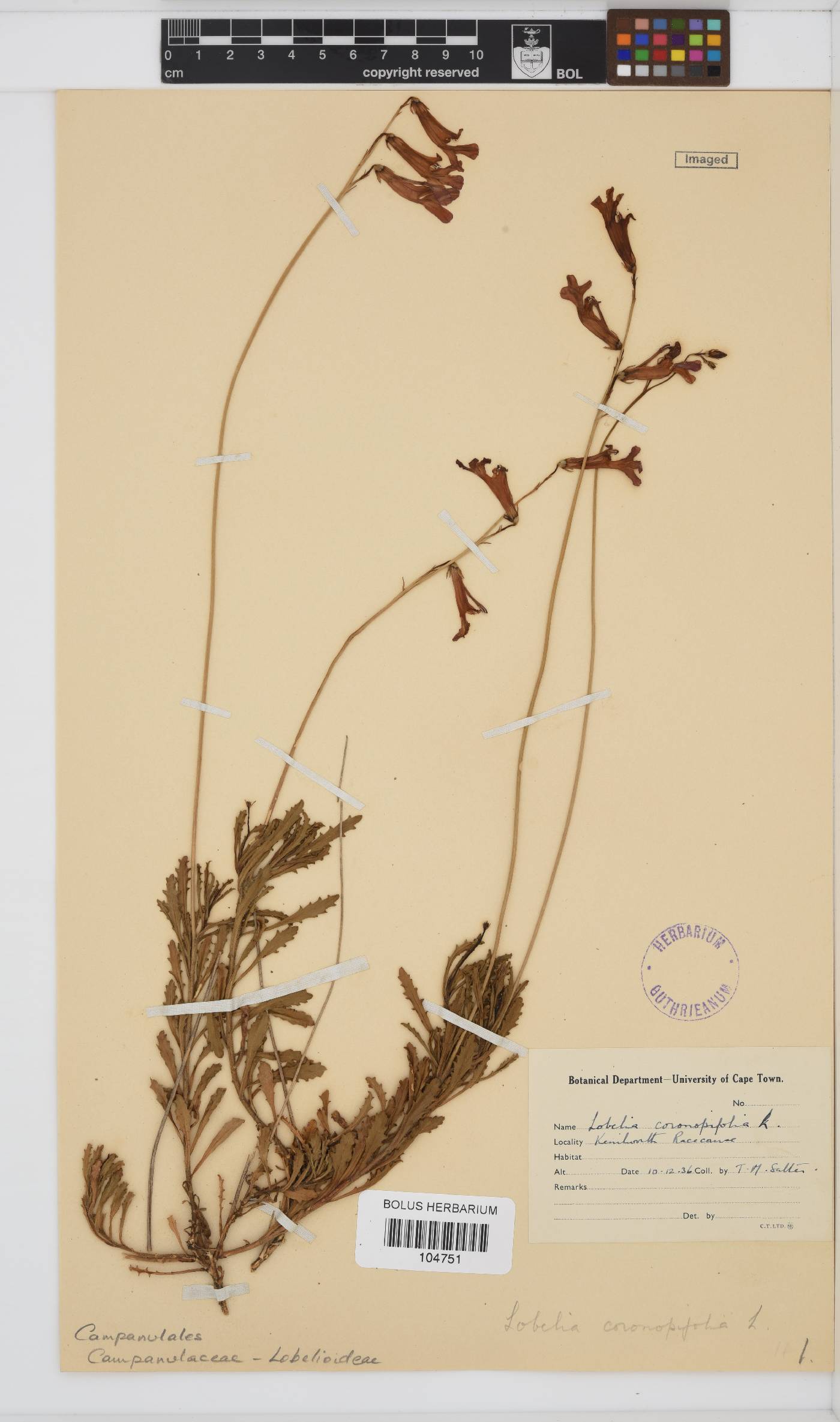 Lobelia coronopifolia image