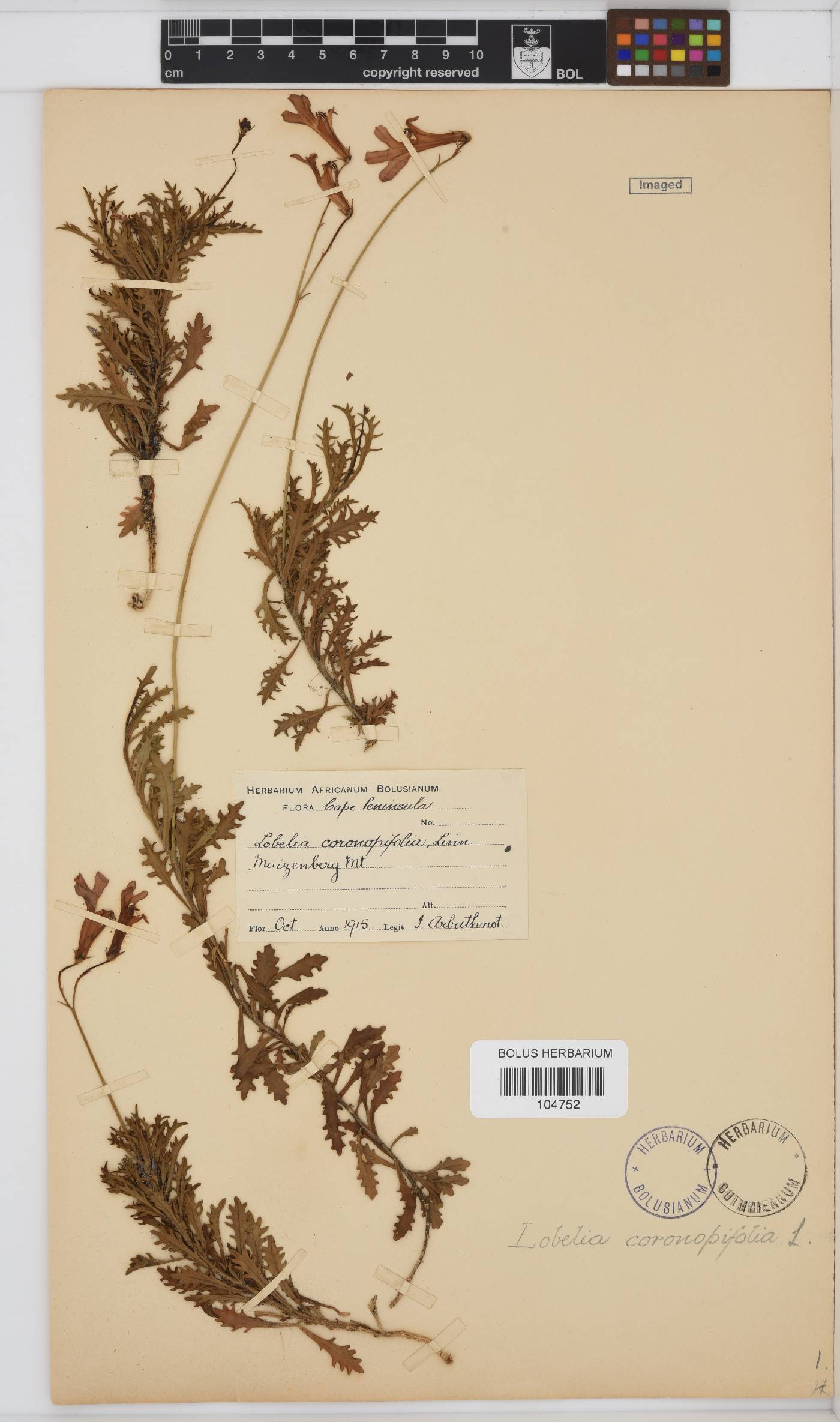 Lobelia coronopifolia image