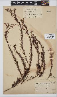 Image of Lobelia pinifolia
