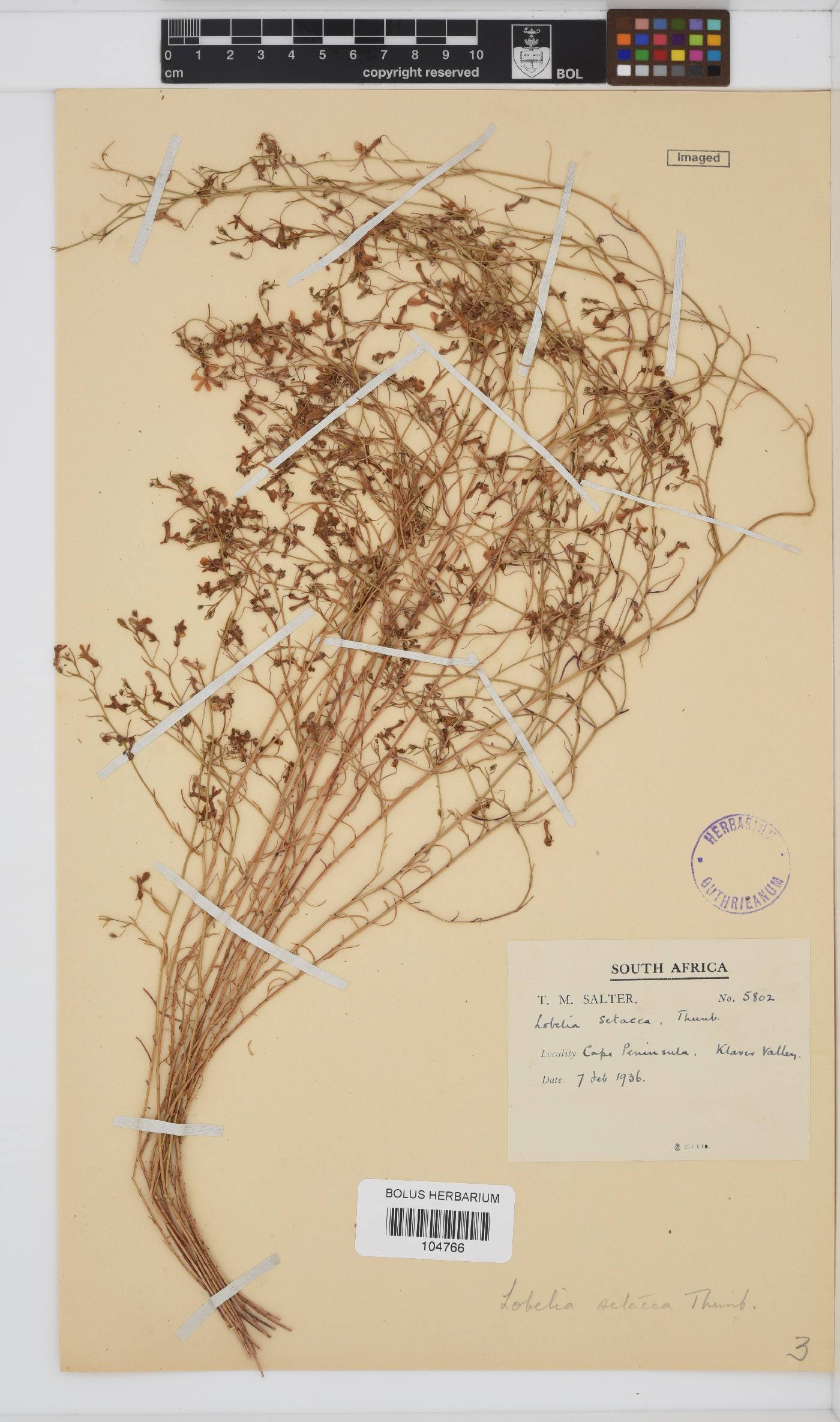 Lobelia setacea image