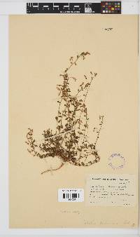 Image of Lobelia pubescens