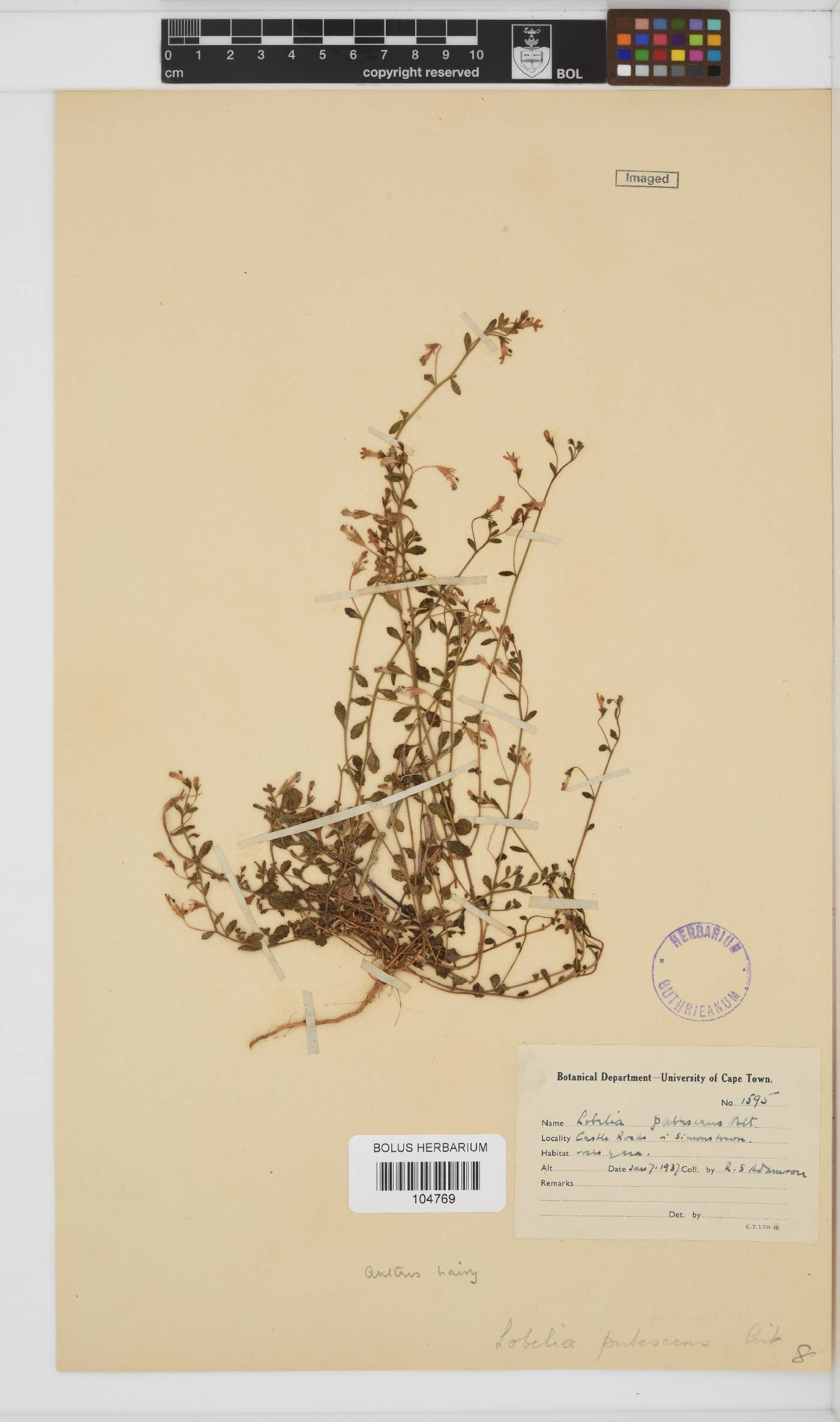 Lobelia pubescens image