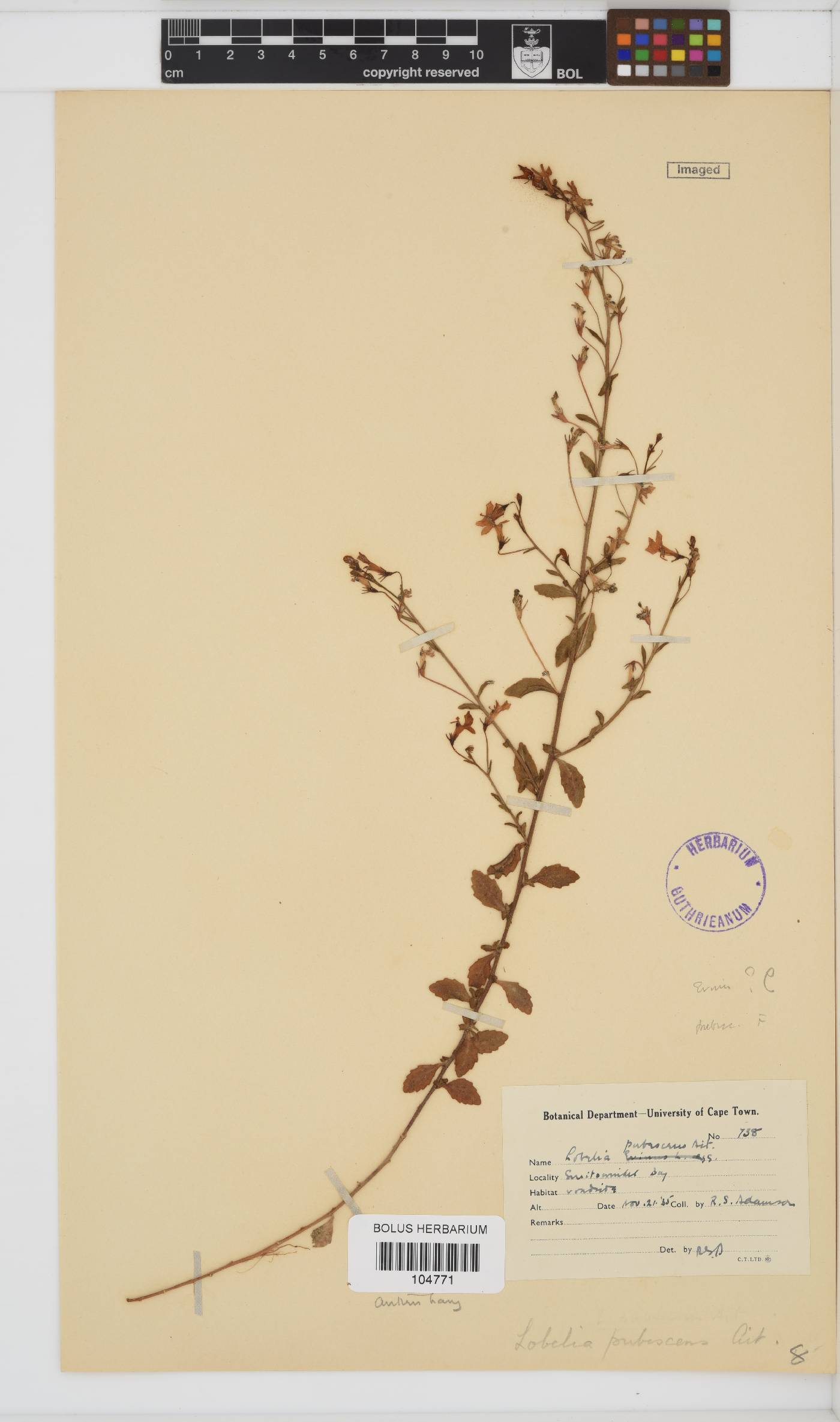 Lobelia pubescens image