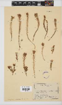 Image of Monopsis variifolia