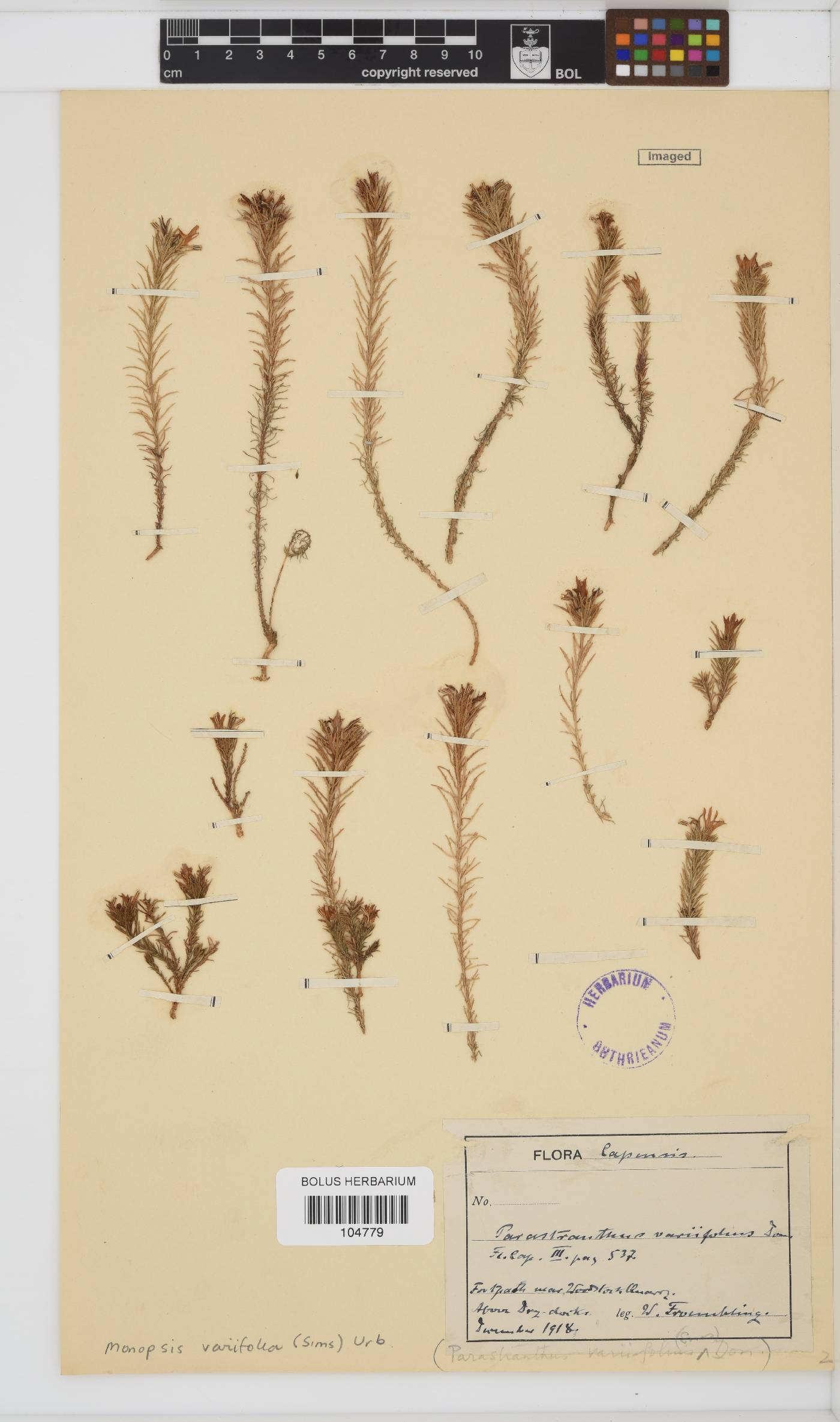Monopsis variifolia image
