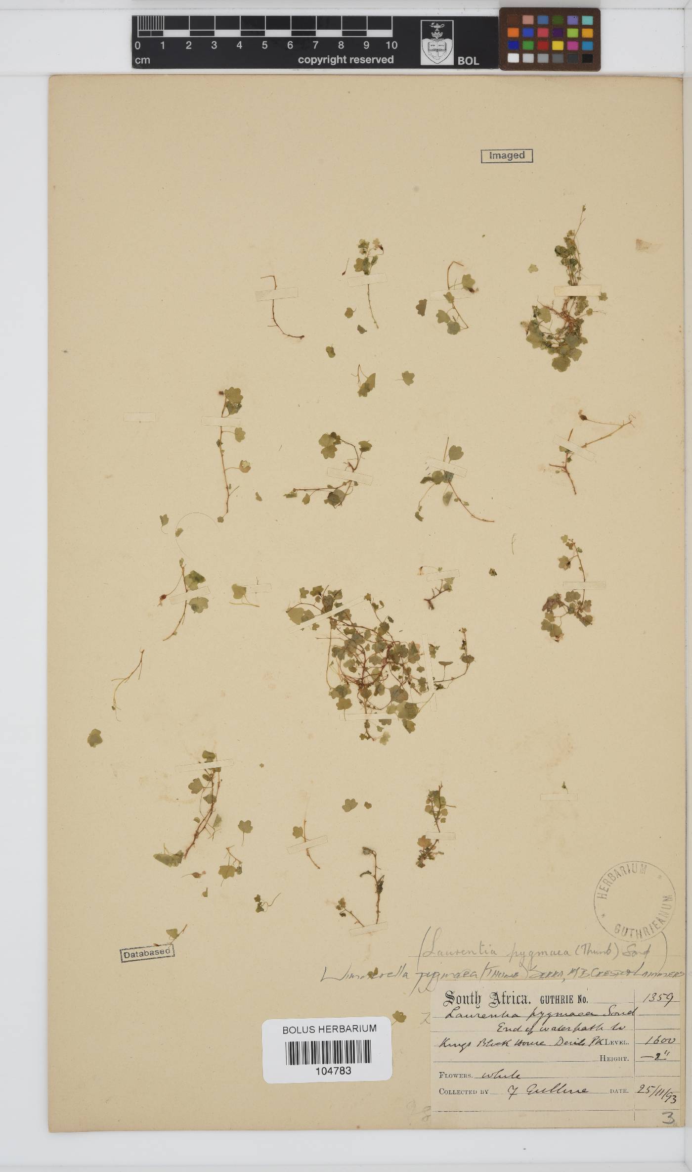 Wimmerella pygmaea image