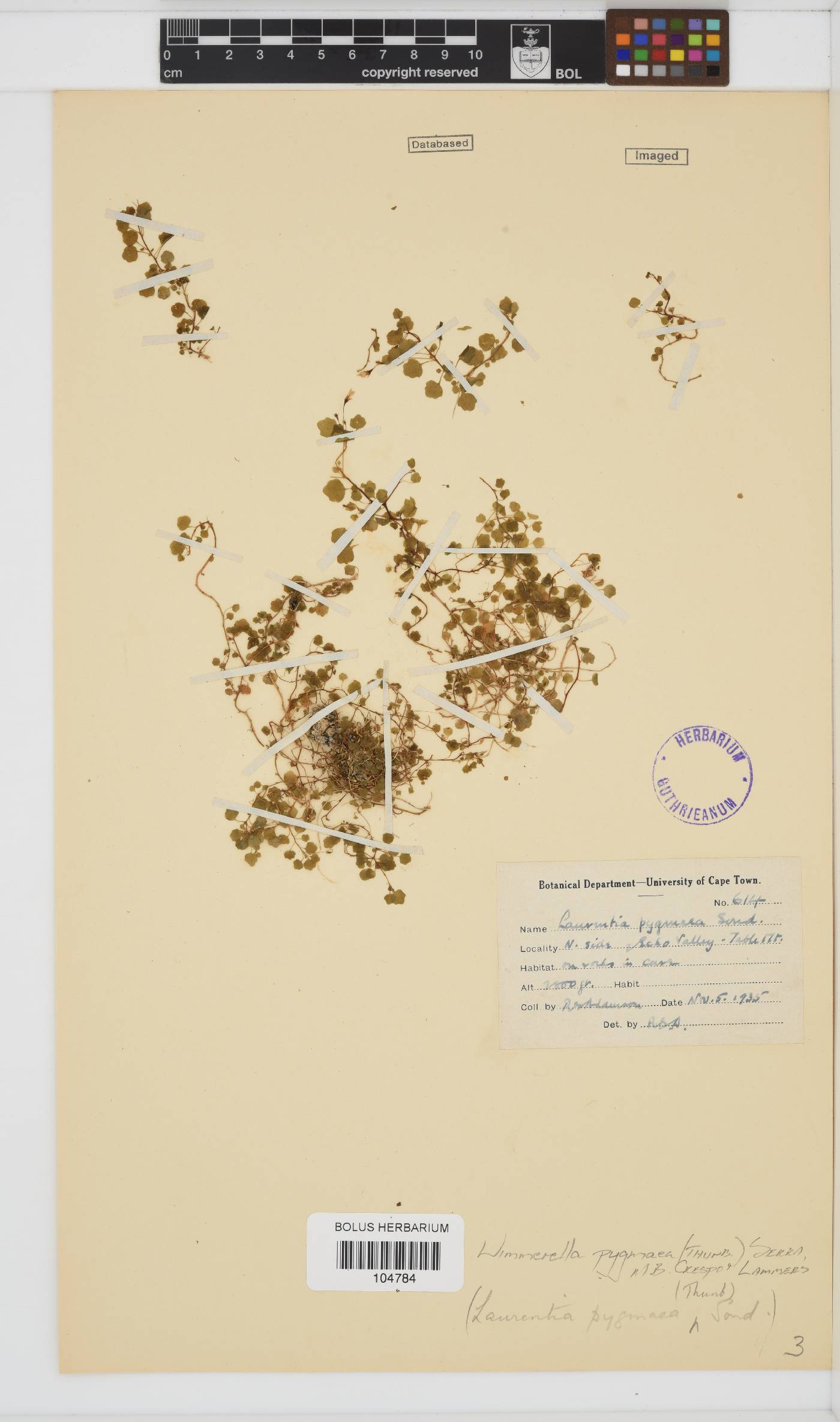 Wimmerella pygmaea image