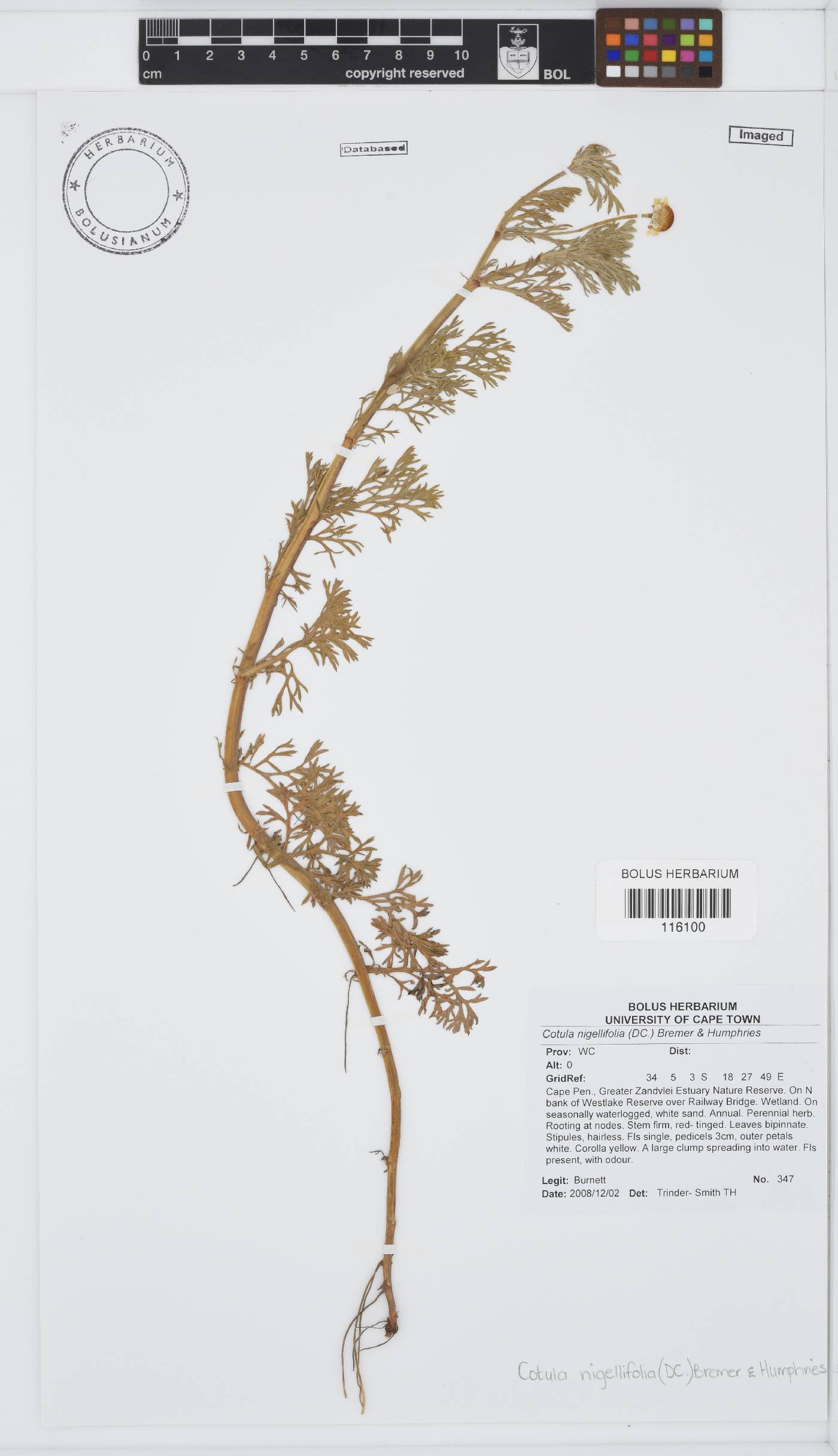 Cotula nigellifolia image