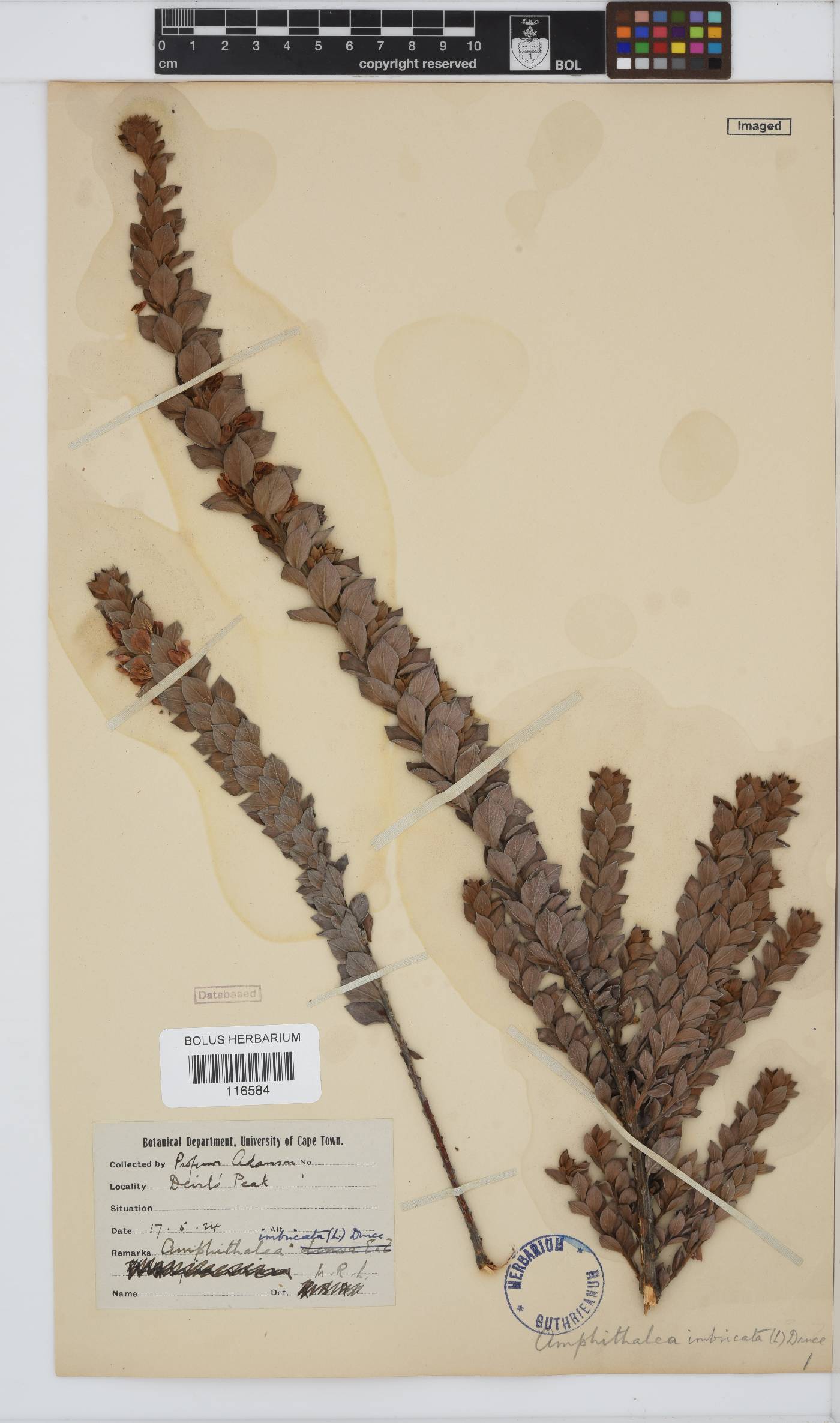 Amphithalea imbricata image