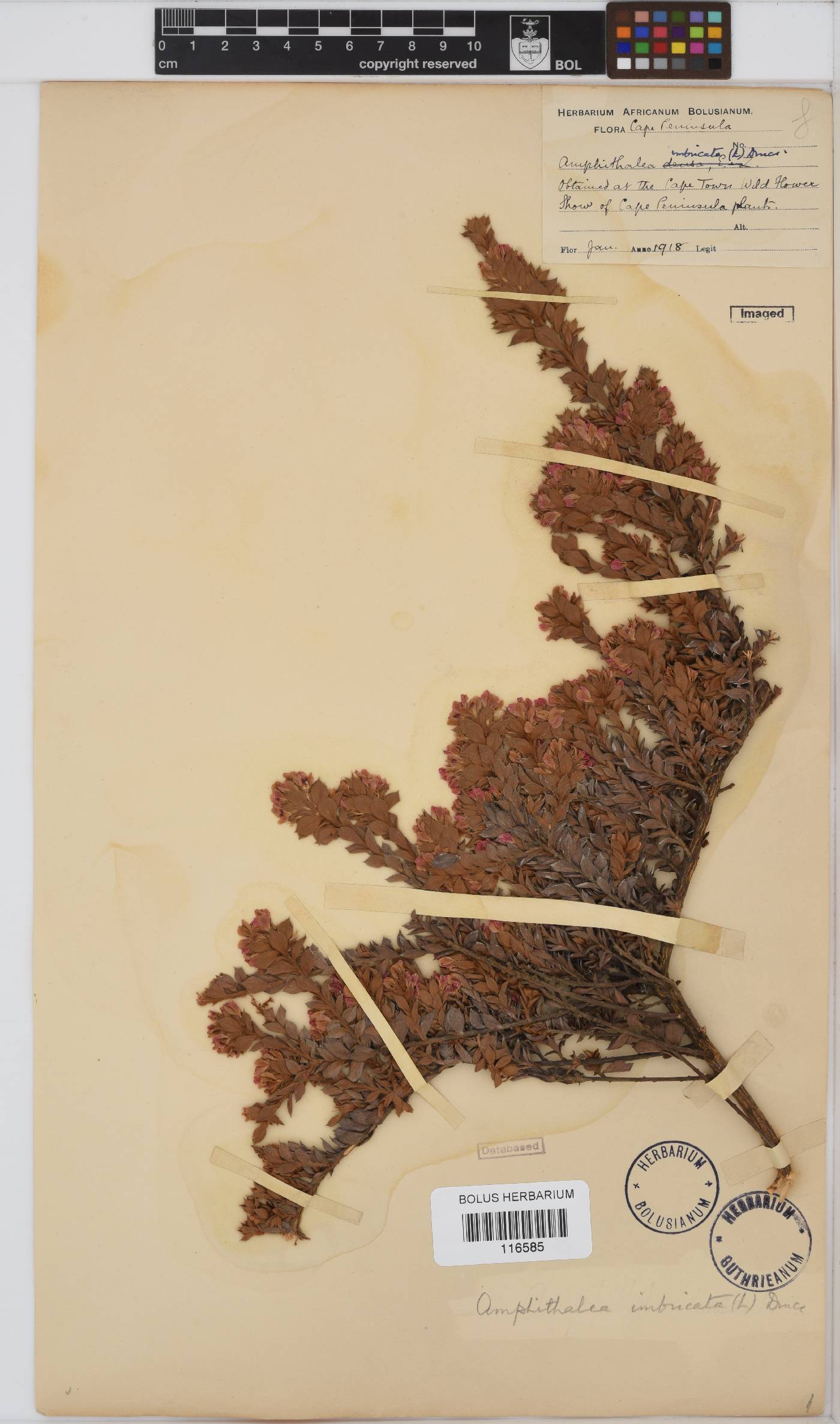 Amphithalea imbricata image