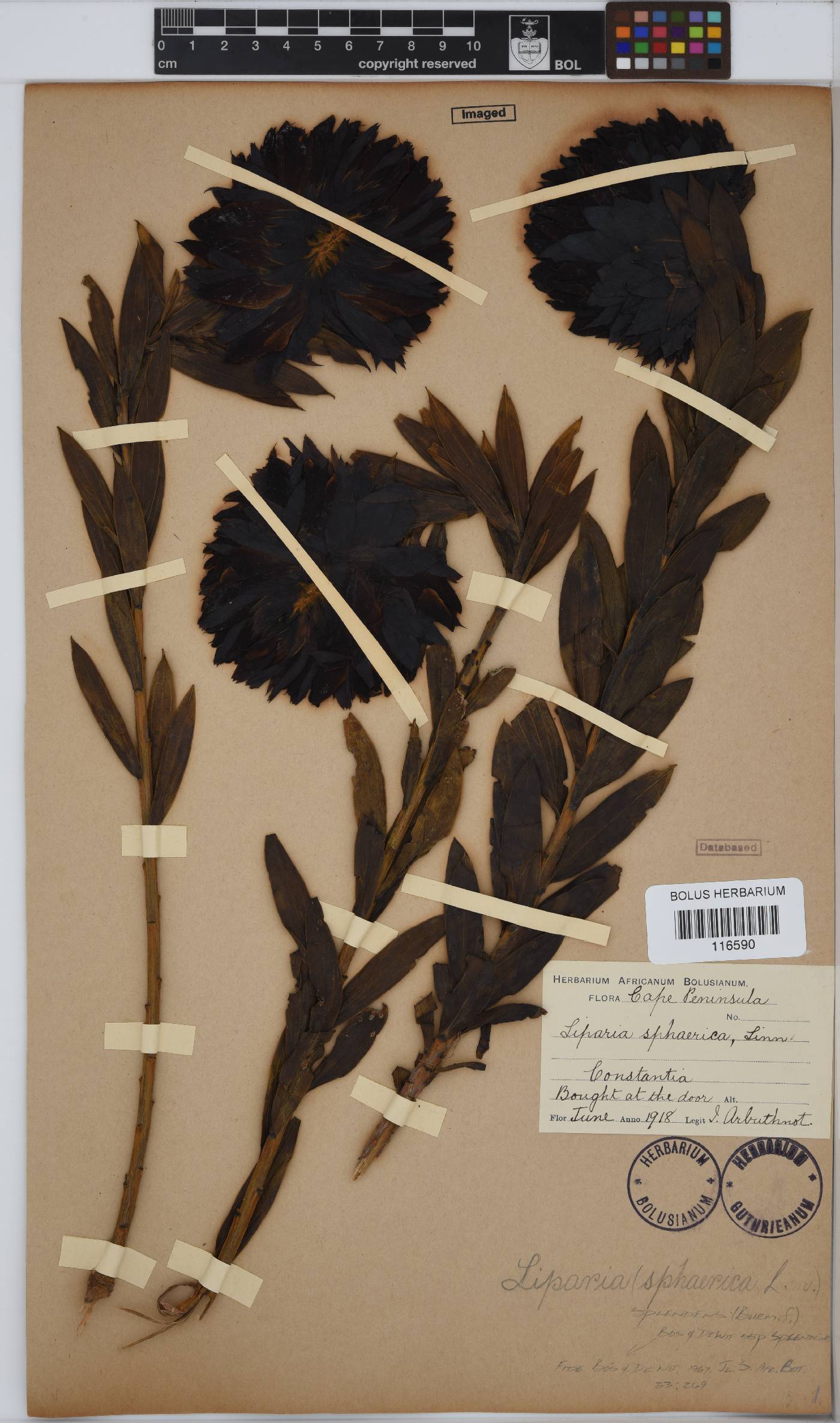Liparia splendens subsp. splendens image